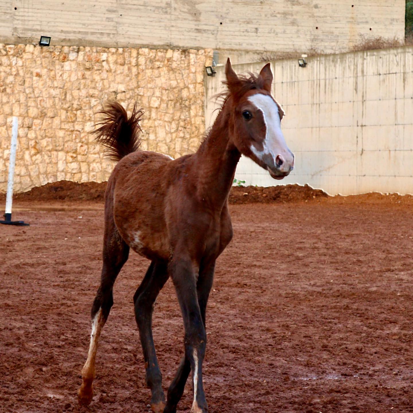 ركوب الخيل في الكورة