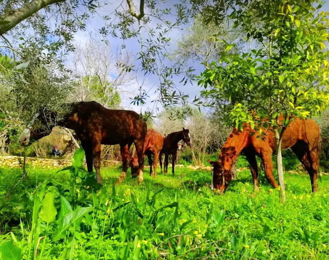 نادي الأدهم لركوب الخيل