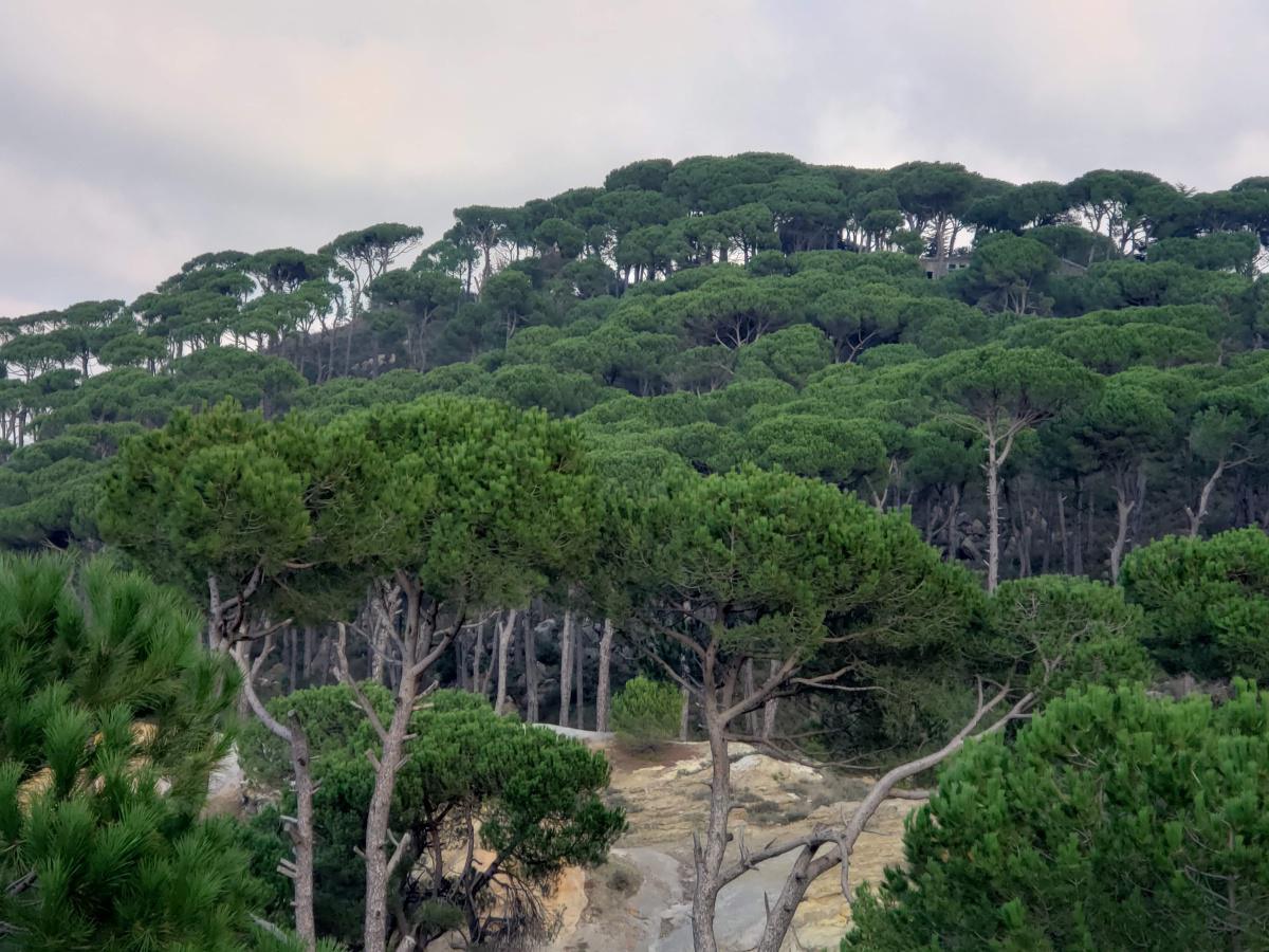 Pine forests in Ain Zhalta