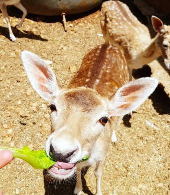 Animal Encounter