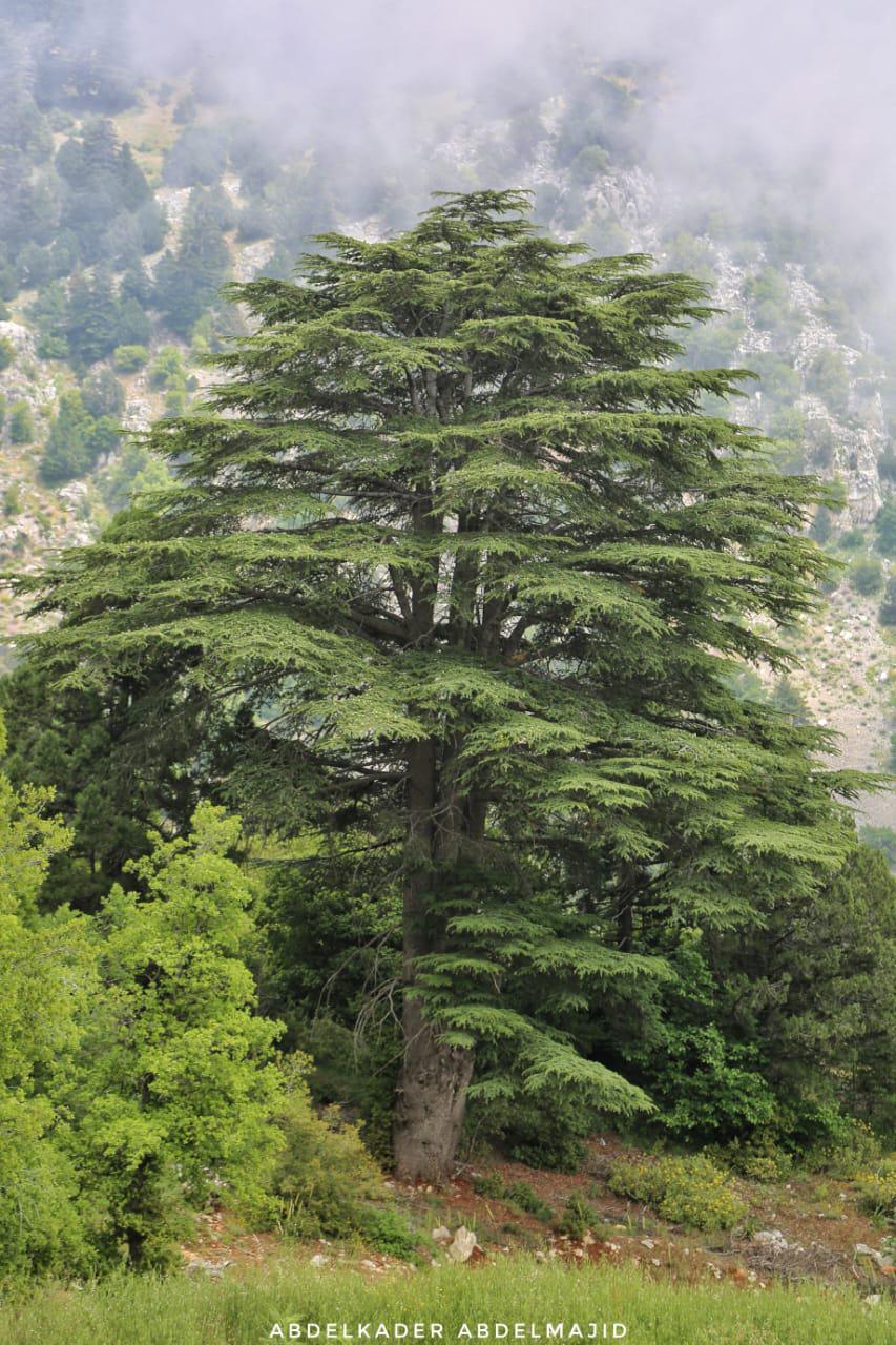 Lizab and Cedar Trail –  Akkar