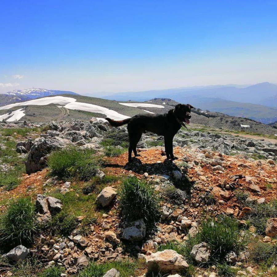 Cedars Horse Riding Club