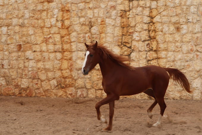 ركوب الخيل في الكورة