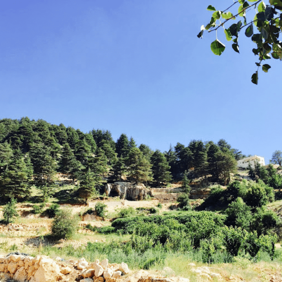 Karm El Mohr Cedar Forest