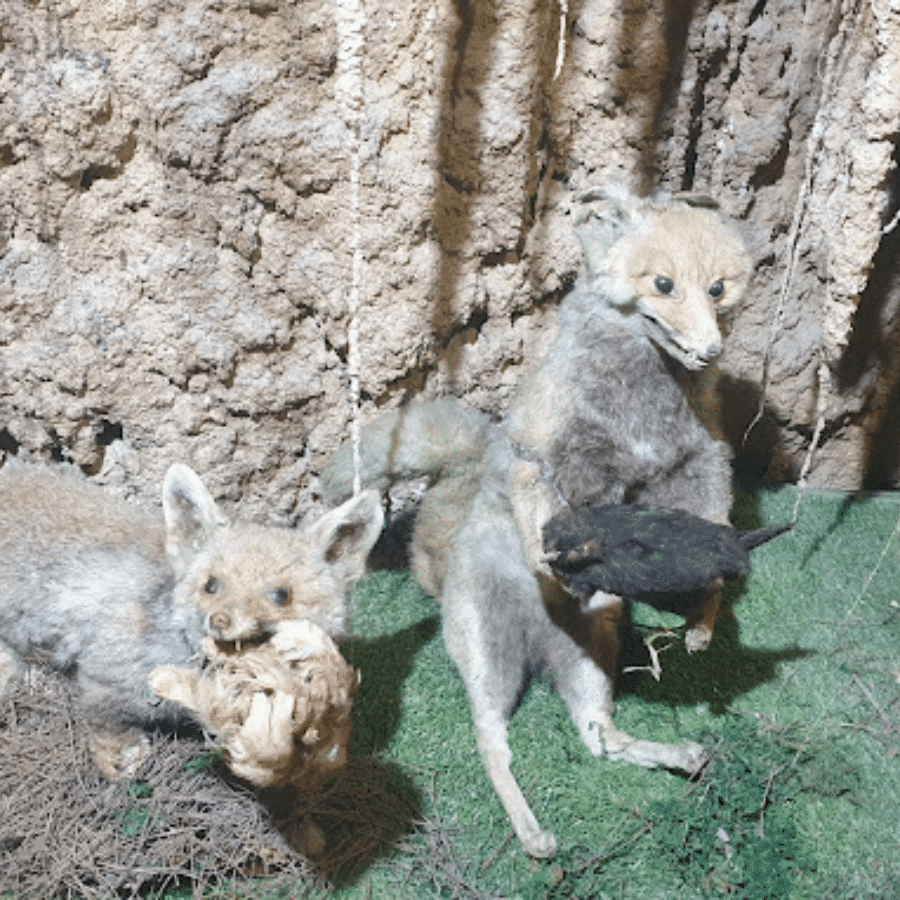 Lebanese Marine and Wildlife Museum