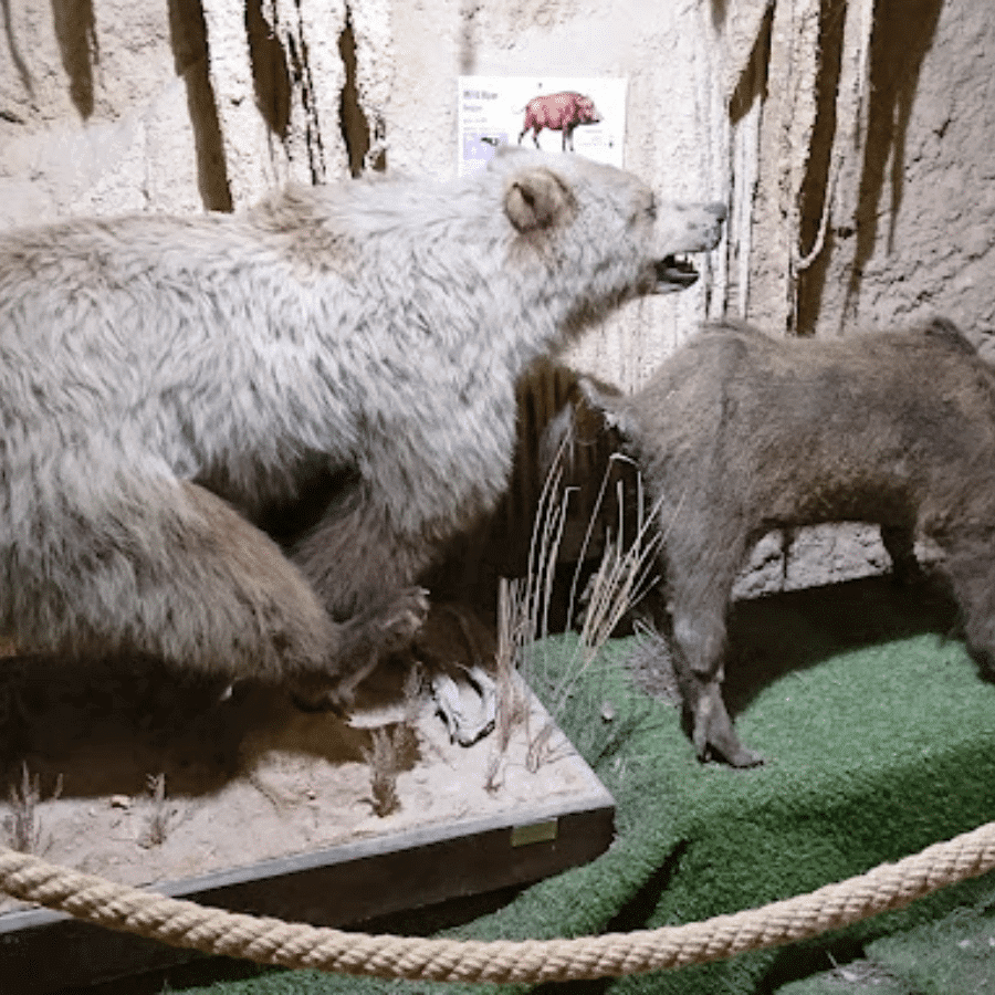 Lebanese Marine and Wildlife Museum