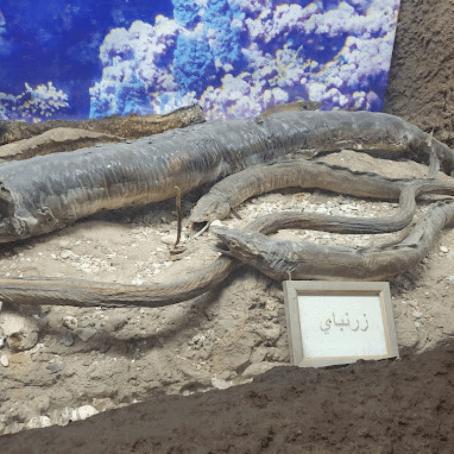 Lebanese Marine and Wildlife Museum