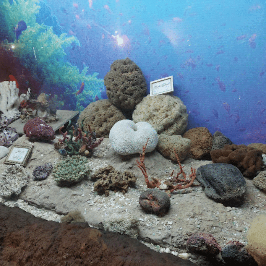 Lebanese Marine and Wildlife Museum