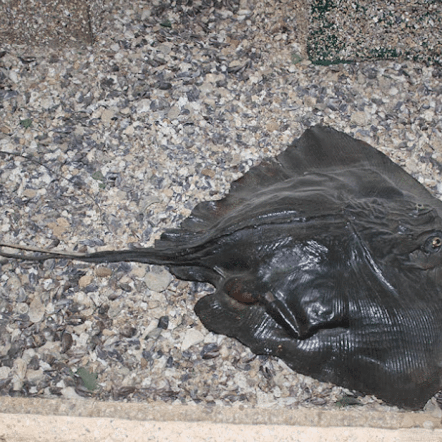 Lebanese Marine and Wildlife Museum