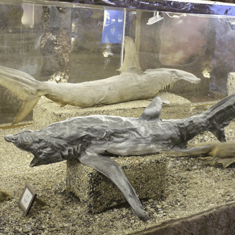 Lebanese Marine and Wildlife Museum