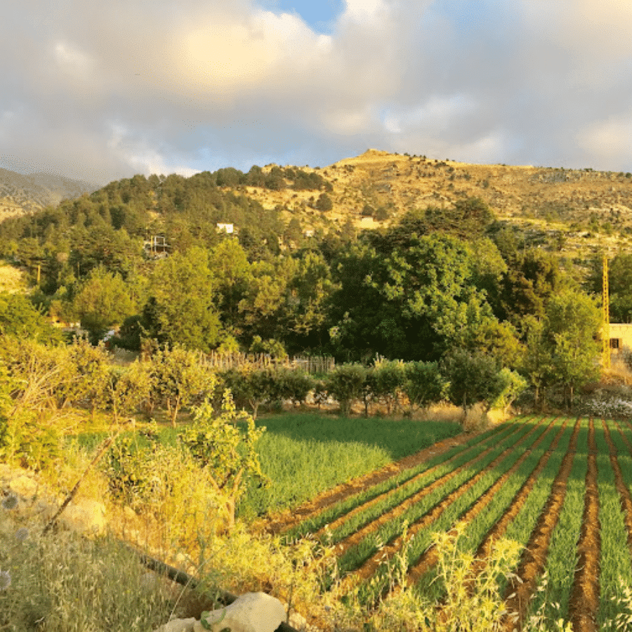 Karm El Mohr Cedar Forest