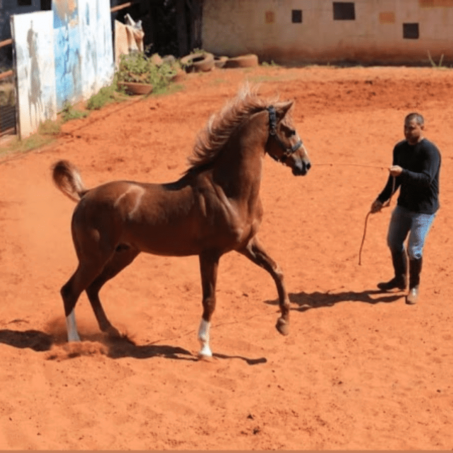 Zefta Horse Riding Club