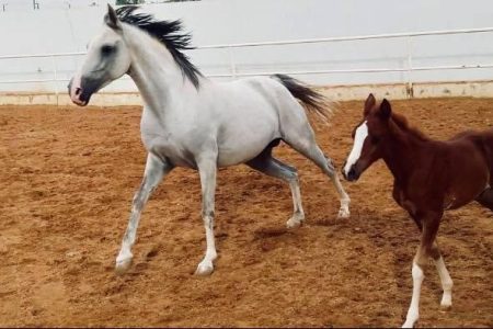 Al Adeyyat Horse Club