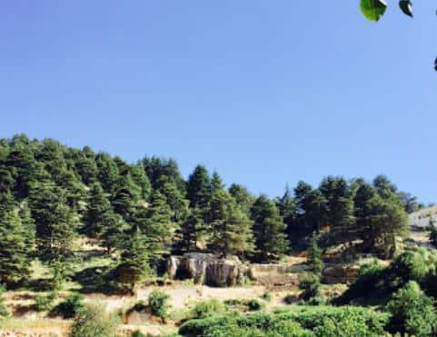 Karm El Mohr Cedar Forest