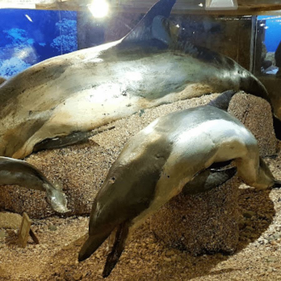 Lebanese Marine and Wildlife Museum