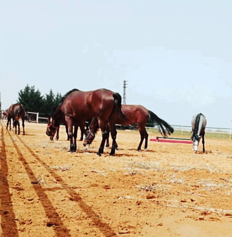 ركوب الخيل في جزين