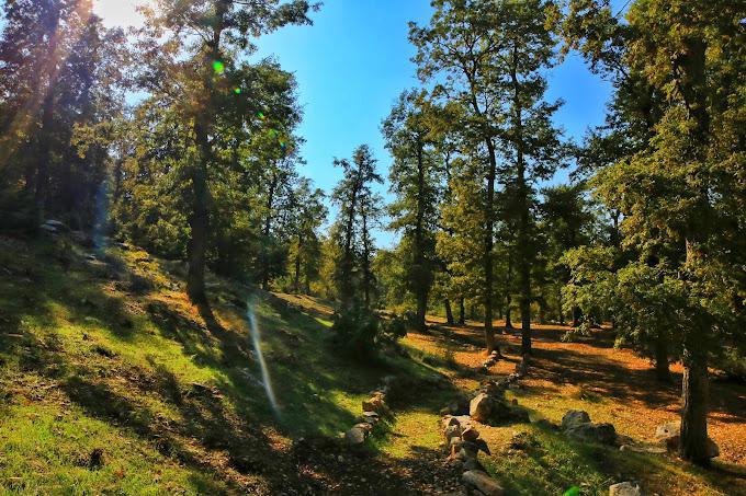 Put Your Hiking Shoes on and Explore the Aazr Forest